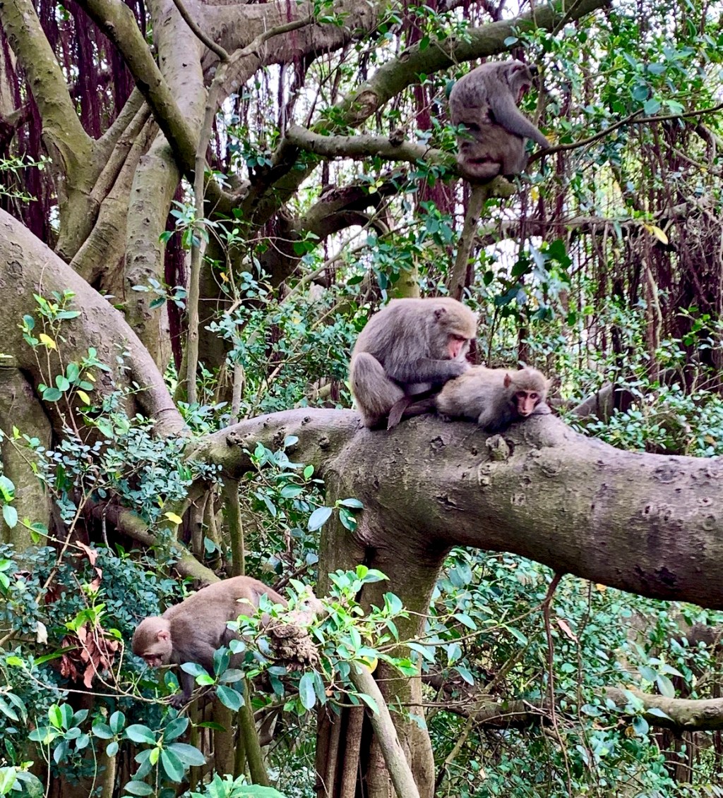 Four formosan rock macaques in a tree