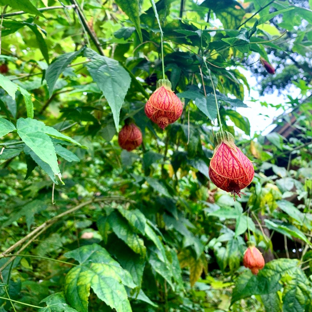 Red flower bulbs on a leafy tree