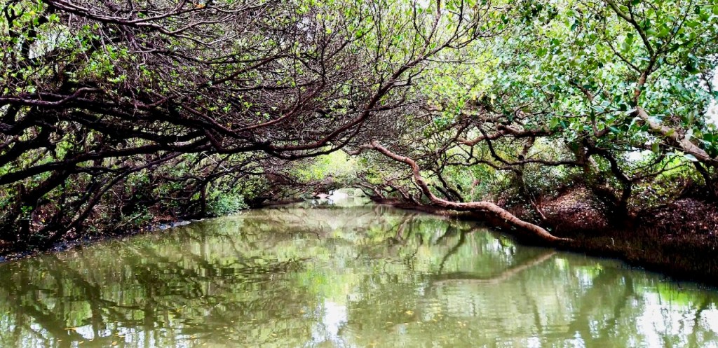 Contributions of Michael&nbsp;Cannon